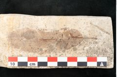 Foto (Detailansicht) von Arbutus serra Unger (NHMW-GEO-2024-0188-8178)